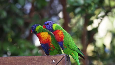 two vibrant parrots engage and preen on a wooden perch.