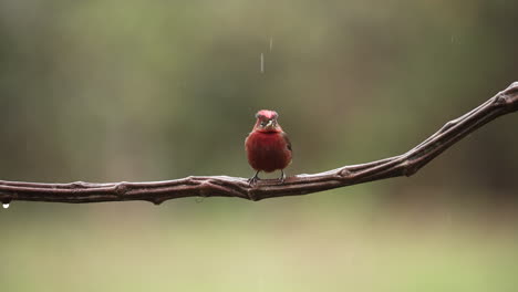 Un-Impresionante-Cardenal-Rojo,-Adornado-Con-Un-Plumaje-Vibrante,-Posado-En-La-Rama-De-Un-árbol-En-Medio-De-La-Lluvia