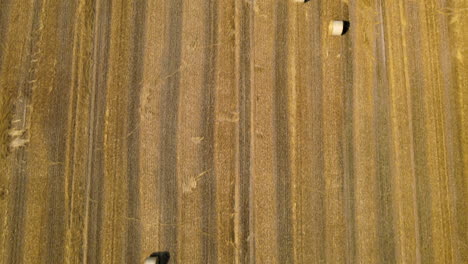 golden field with hay bales drying in summer sun, agriculture scenery, top down