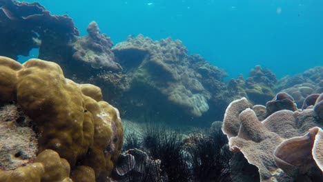 Underwater-static-shot-of-Sea-urchins,-corals-and-fish-swimming-in-andaman-sea