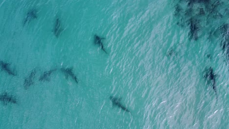 Sandbankhaie--Im-Seichten-Meerwasser---Rotierende-Luftaufnahme