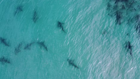 tiburones trozo de arena en aguas poco profundas - rotación, vista aérea