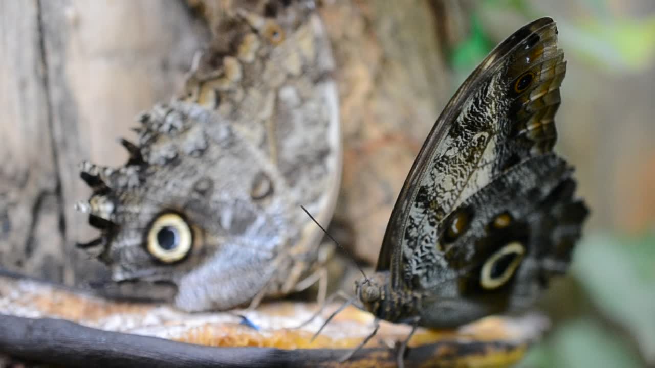 farfalla
