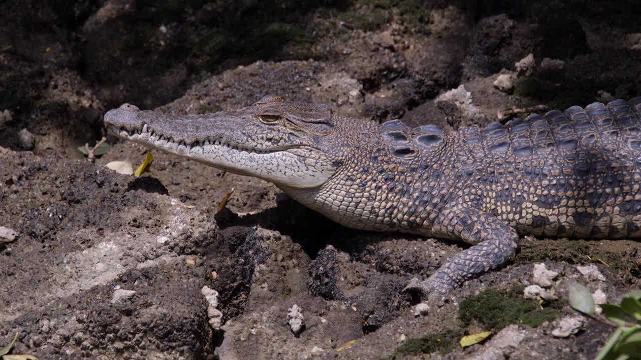 un peligroso cocodrilo de estuario descansando bajo el sol mientras observa a su presa - primer plano
