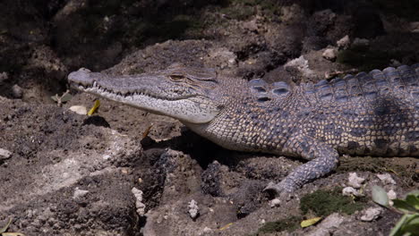 un peligroso cocodrilo de estuario descansando bajo el sol mientras observa a su presa - primer plano