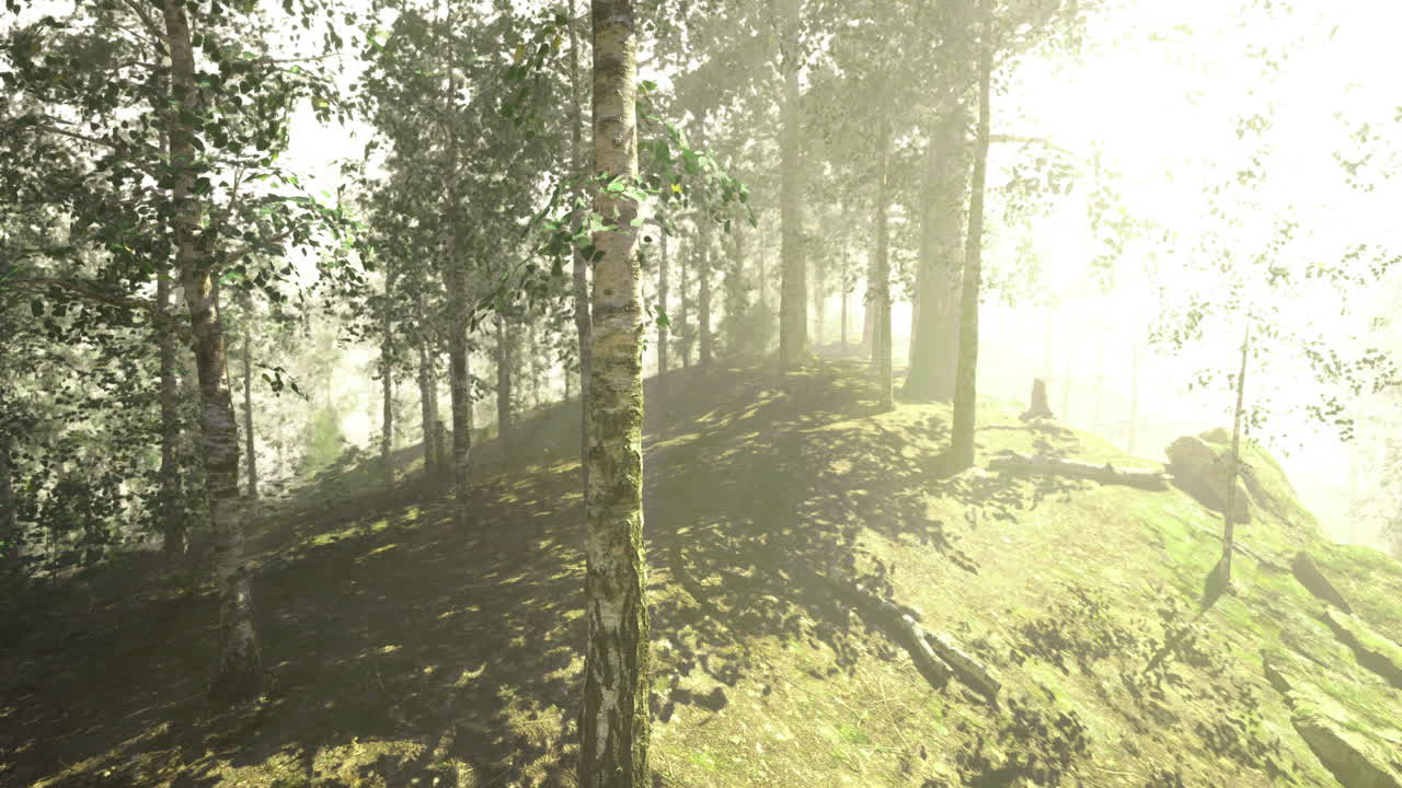 la luz del sol filtrándose a través de los árboles en un paisaje forestal sereno