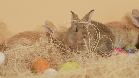 brown easter bunny hopping around easter egg nest amidst the litter - close up shot