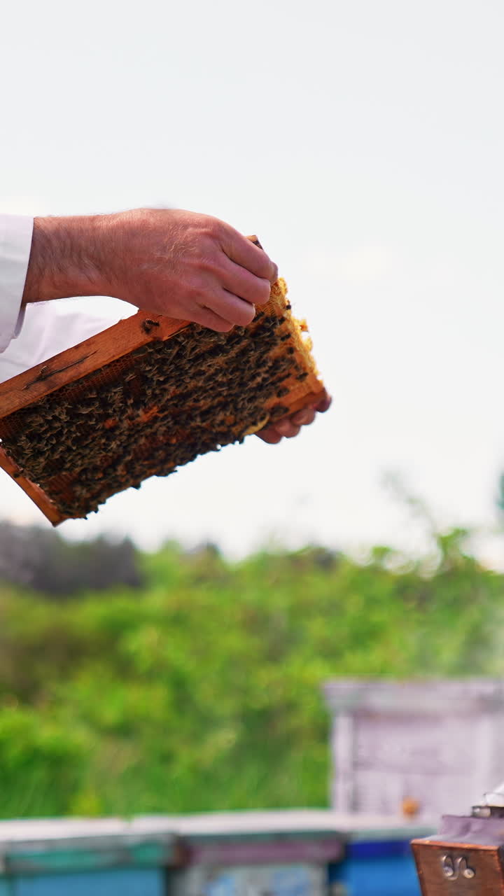 Beekeeping specialist working with beehives. Wooden frames for beekeeping. Vertical video