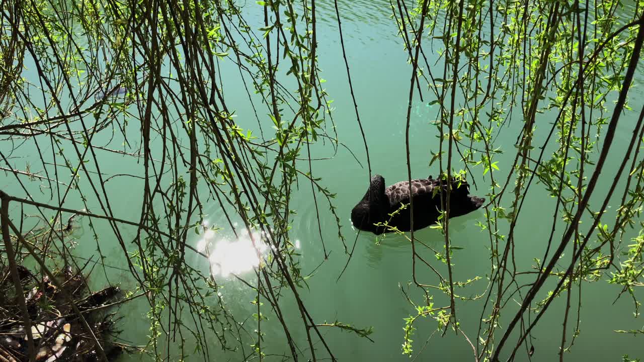 Black Swan on a Pond with Willow Trees