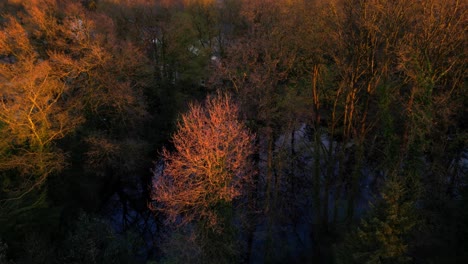 Copas-De-árboles-Calvos-De-Color-Naranja-En-Invierno-Iluminadas-Por-La-Luz-Del-Atardecer-Vista-Superior-De-Drones-Sobre-El-Estanque