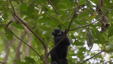 ein freier, wilder baby-affe, der am baum im dschungel hängt