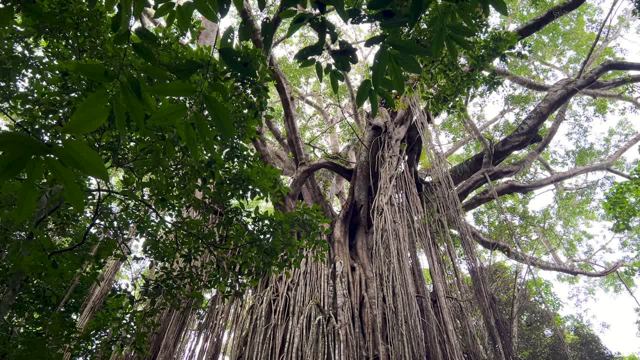 Giant strangler fig with impressive root system in Atherton Tableland