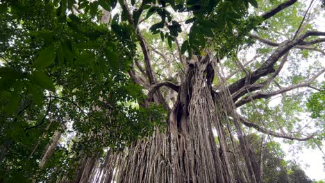 giant strangler fig with impressive root system in atherton tableland