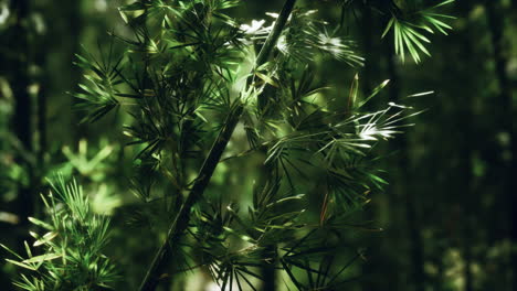 Bosque-De-Bambú-Verde-En-Hawaii