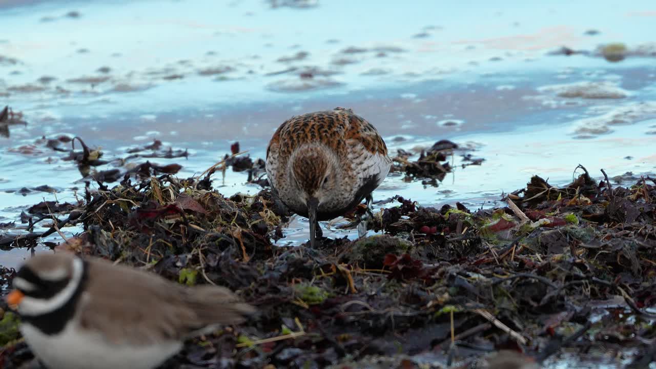 High detail footage of dunlin feeding in waterline