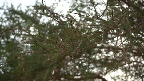 tree branch at ein gedi en gedi israel biblical site oasis spring