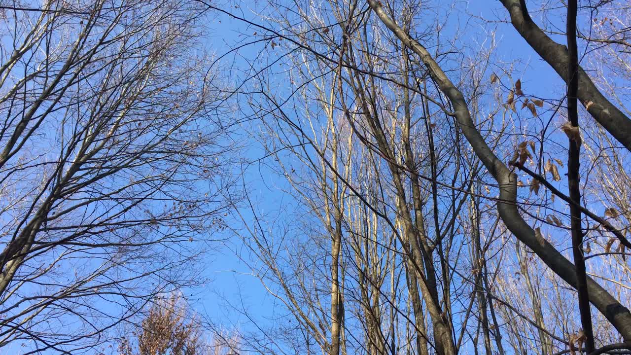 이른 봄에 해가 하늘에 떠 있고 햇빛이 나뭇가지를 통해 들어오는 숲길을 걷고 있다