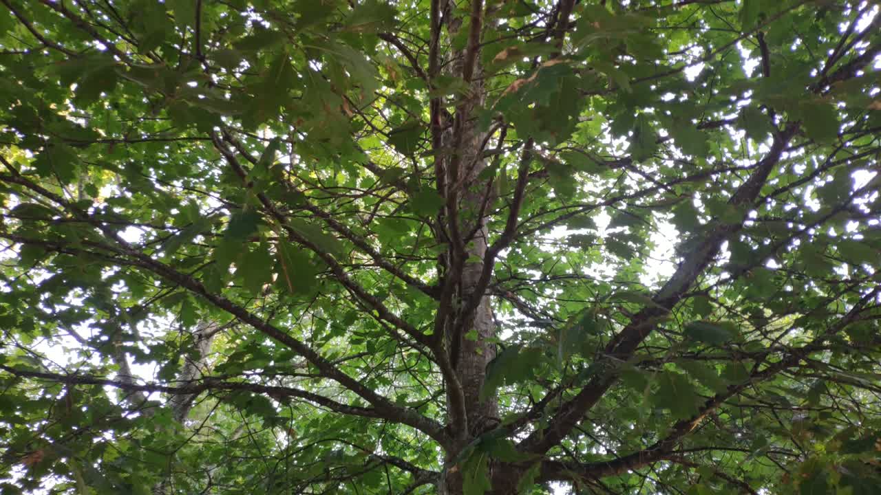 View of an oak tree from the trunk to the green leaves in the canopy in a public park, upward shot, going up