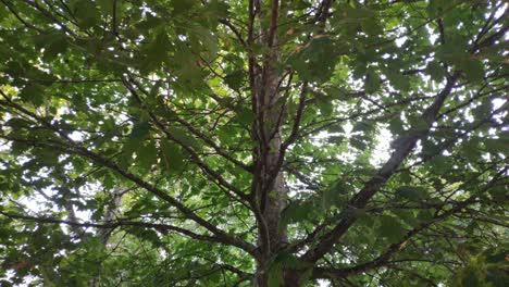 view of an oak tree from the trunk to the green leaves in the canopy in a public park, upward shot, going up