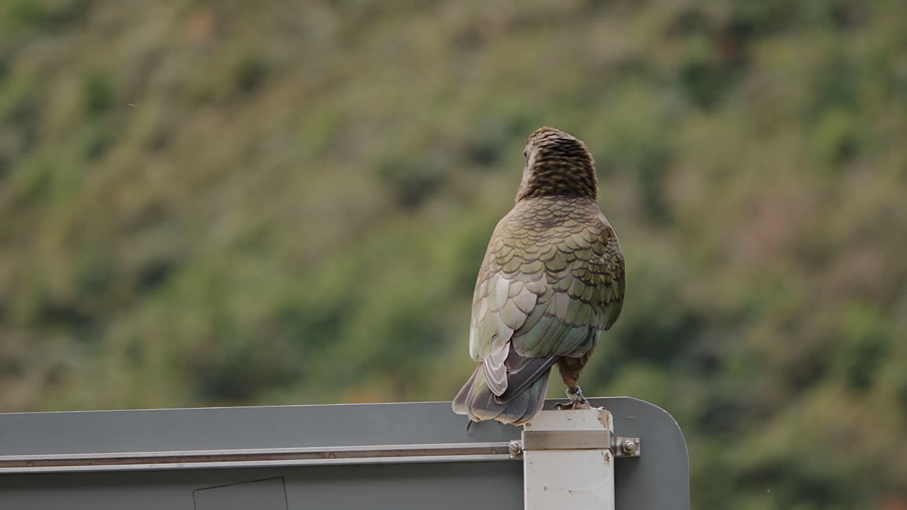 kea visualmente atractivo, loro alpino de fiordland, nueva zelanda de cerca