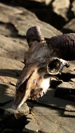 ram skull on rocks