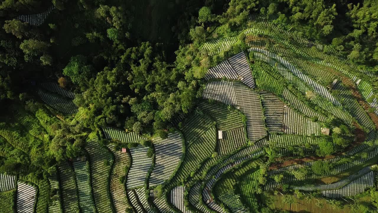 vista de pájaro de las plantaciones de hortalizas en terrazas al borde de la jungla en java indonesia