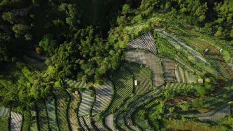 bird's eye view of terraced vegetable plantations on the edge of the jungle in java indonesia