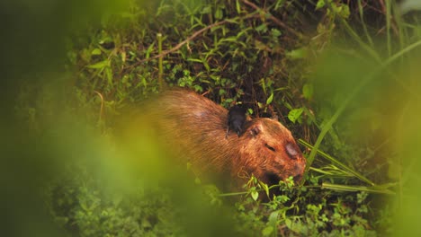 pájaro grackle en un capibara en busca de insectos y librar el roedor de plagas