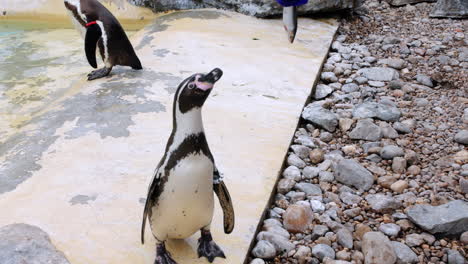 feeding penguins at a zoo