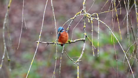 macho martín pescador alcedo atthis posado en una rama en busca de presas antes de volar lejos