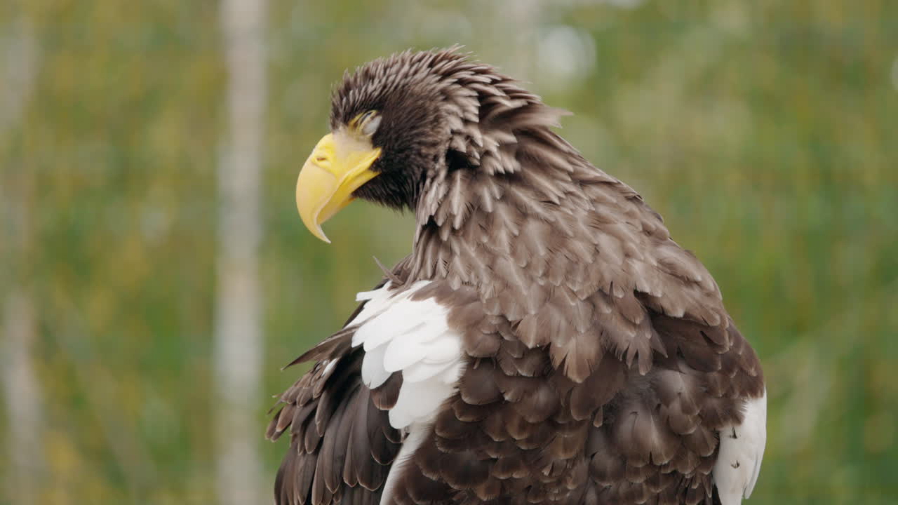 Steller's Sea Eagle