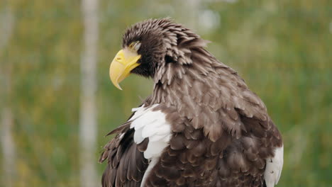 steller's sea eagle