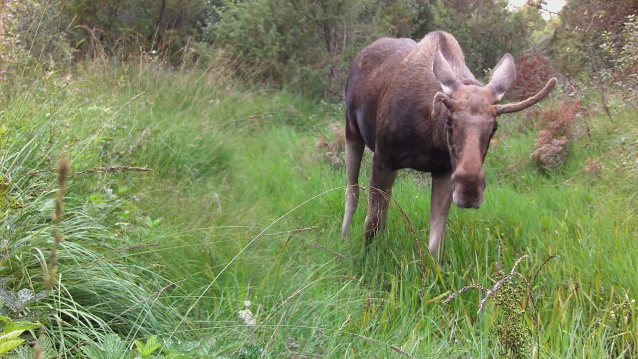 Young male elk (Alces alces) with deformed antlers eats grass in front of a trail camera in Saaremaa, Estonia.