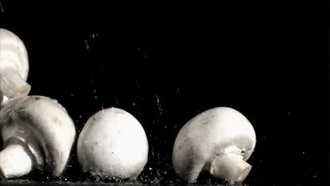 mushrooms in super slow motion receiving water