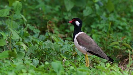 the red-wattled lapwing is one of the most common birds of thailand