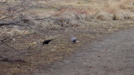 a ring necked dove and a red winged blackbird are friendly as they forage together along a trail