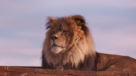 león acostado en el techo de la estructura con el sol poniéndose detrás de él