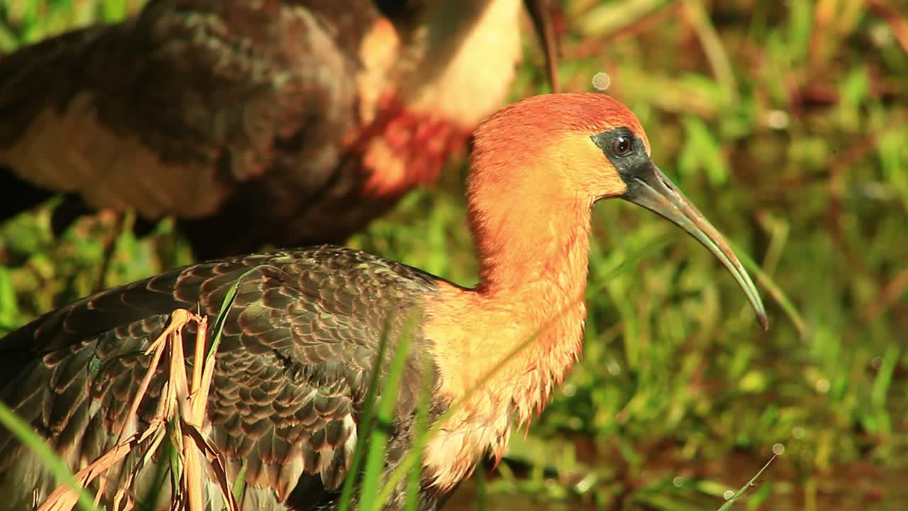 ibis de cuello buff besado por el sol se agachan en busca de comida en la región de cerrado