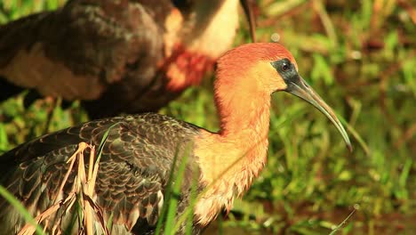 Ibis-De-Cuello-Buff-Besado-Por-El-Sol-Agachándose-Para-Comer-En-La-Región-Del-Cerrado