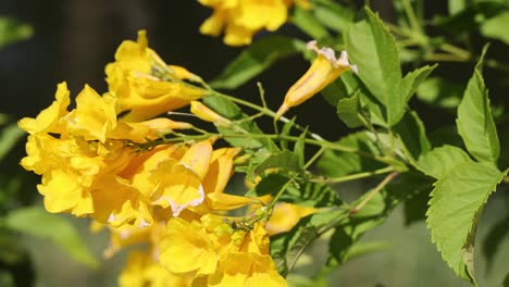 vibrant yellow flowers gently swaying in breeze