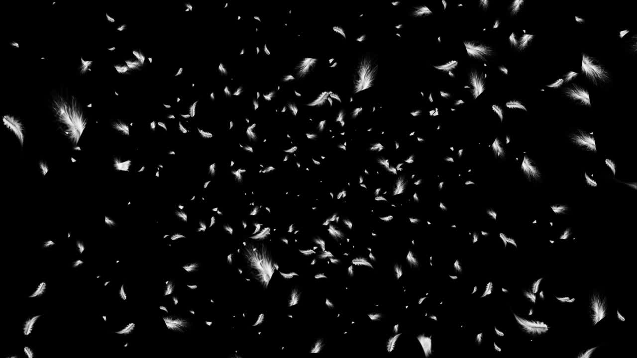 4K Loop Beautiful white feathers filling explode in the air and then slowly falling down