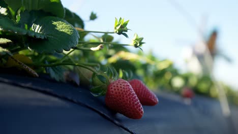 strawberries in the farm on a sunny day 4k