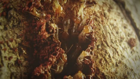 colony of termites getting in and out from the nest entrance, building tunnel