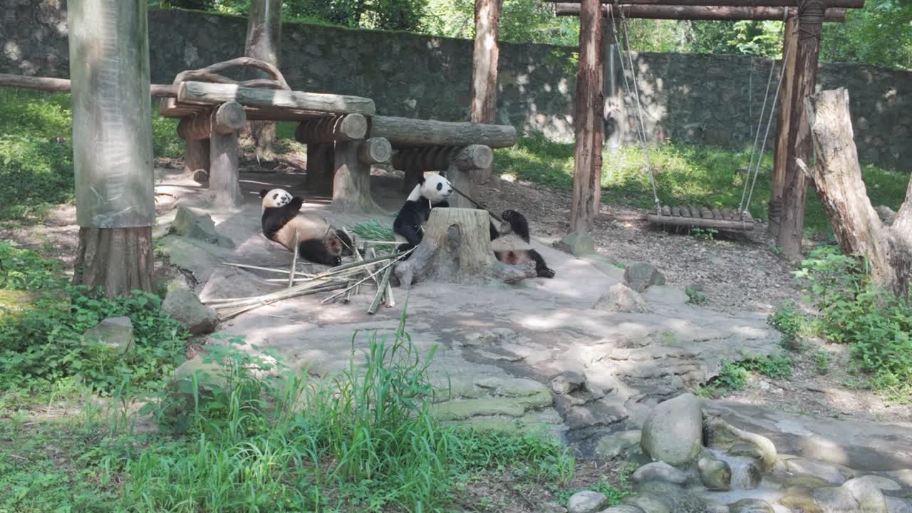 Gruppo di panda giganti riuniti attorno a bambù e a una piattaforma di legno che mangiano e si riposano su pietre all'interno di un recinto.