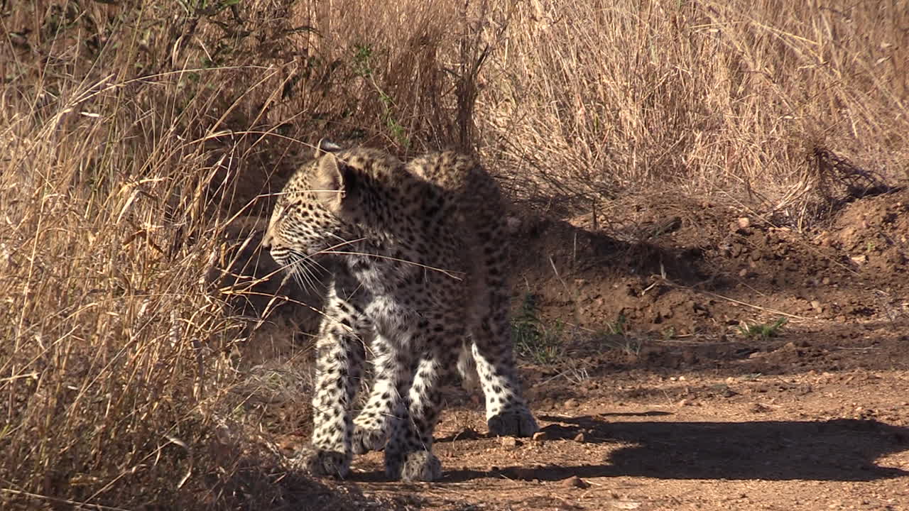 un joven leopardo merodea junto al arbusto seco bajo el resplandor del sol africano caliente