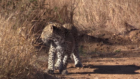 Ein-Junger-Leopard-Schleicht-Im-Schein-Der-Heißen-Afrikanischen-Sonne-Neben-Dem-Trockenen-Busch-Umher