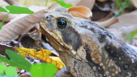 Detail-of-a-large-frog-in-an-area-of-decomposing-leaves-in-a-preserved-area,-Minca,-Colombia