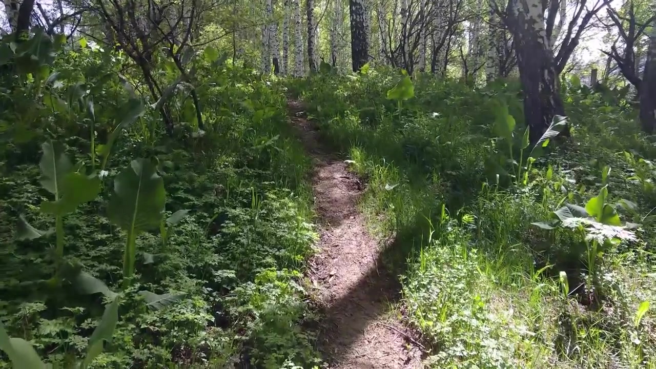 Sentiero nella foresta di betulle. Camminando in salita lungo il sentiero nel bosco tra le montagne in estate