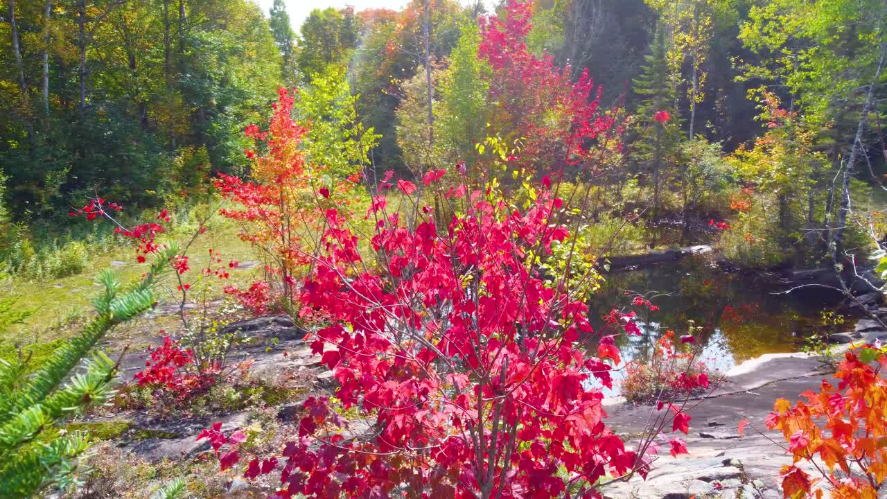 New Forest ecosystem Growing on Rocky terrain, Fall Foliage, Northern Ontario