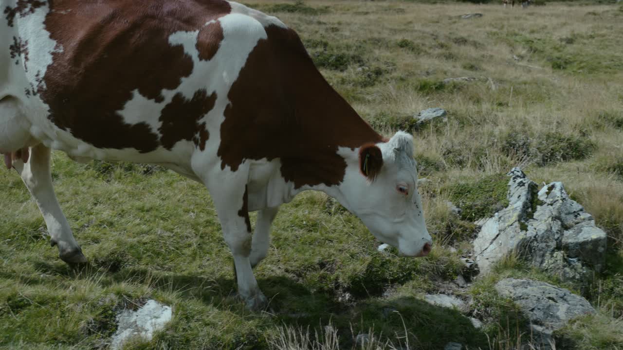 Mucca che mangia erba, villaggio di montagna austriaco